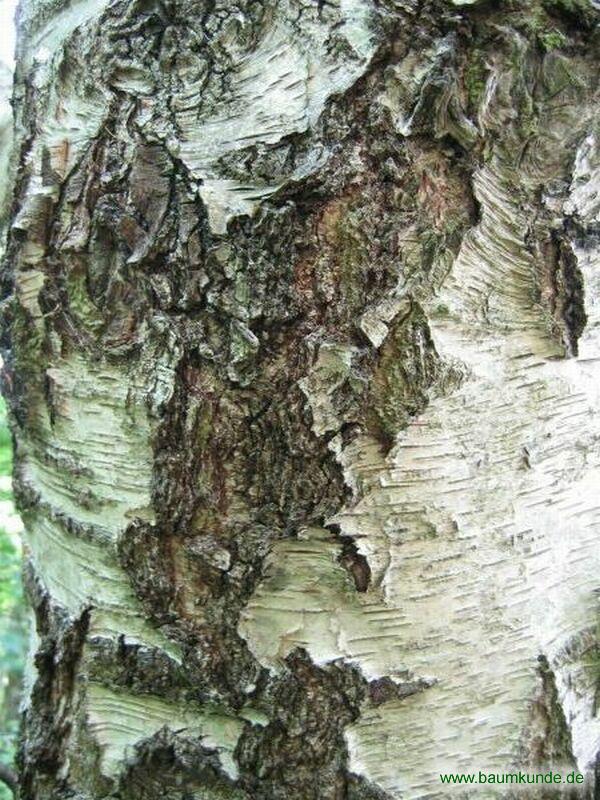 Hänge-Birke, Weiß-Birke / Betula pendula / Borke Familie: Betulaceae