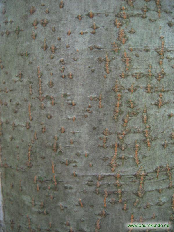 Grau-Erle / Alnus incana / Borke Familie: Betulaceae