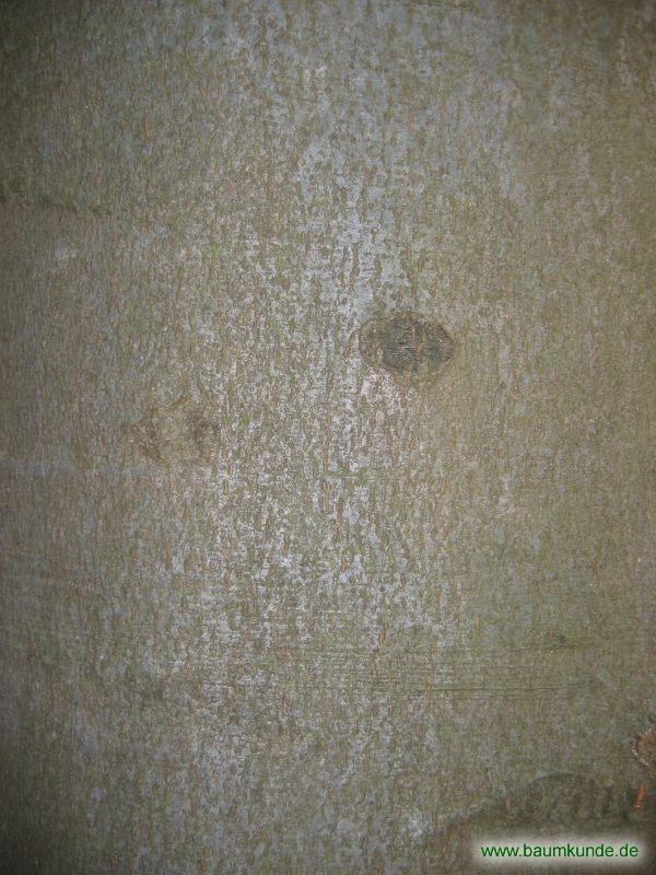 Gemeine Buche / Fagus sylvatica / Borke Familie: Fagaceae
